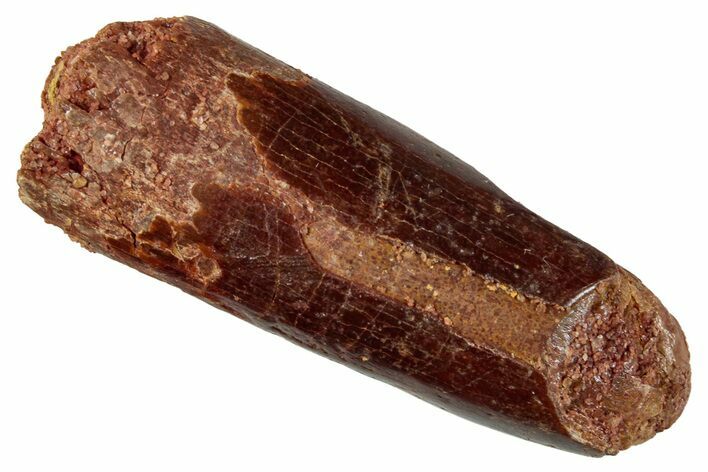 Fossil Sauropod Dinosaur (Titanosaur) Tooth - Morocco #267283